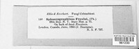 Durandia fraxini image